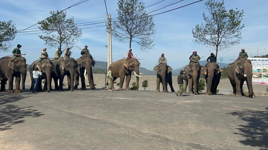 Van long elephants, Elephants at Daklak, Buon Ma Thuot