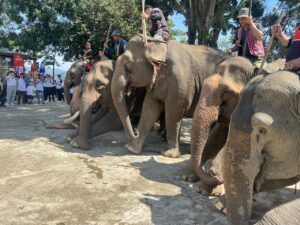 Voi nhà Vân Long bên Hồ Lắk